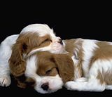 http://th496.photobucket.com/albums/rr324/Kirstin321/th_Puppies.jpg