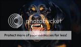 th_rottweiler.jpg
